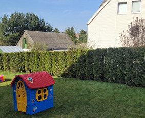 Tuju,gyvatvoriu karpymas,žeminimas,formavimas / Vitalijus Juodaitis / Darbų pavyzdys ID 4004043