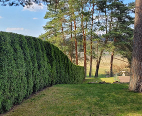 Tuju,gyvatvoriu karpymas,žeminimas,formavimas / Vitalijus Juodaitis / Darbų pavyzdys ID 4004045