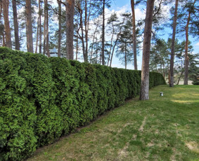 Tuju,gyvatvoriu karpymas,žeminimas,formavimas / Vitalijus Juodaitis / Darbų pavyzdys ID 4004047