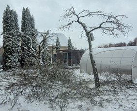 Vaismedžių sodinimas ir priežiūra - Tuju,gyvatvoriu karpymas,žeminimas,formavimas - 2