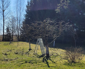 Vaismedžių sodinimas ir priežiūra - Tuju,gyvatvoriu karpymas,žeminimas,formavimas - 3