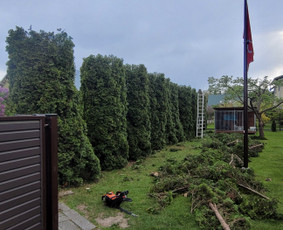 Tuju,gyvatvoriu karpymas,žeminimas,formavimas / Vitalijus Juodaitis / Darbų pavyzdys ID 4004037