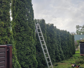 Tuju,gyvatvoriu karpymas,žeminimas,formavimas / Vitalijus Juodaitis / Darbų pavyzdys ID 4004035