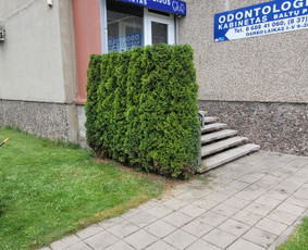 Tuju,gyvatvoriu karpymas,žeminimas,formavimas / Vitalijus Juodaitis / Darbų pavyzdys ID 4004033