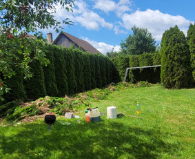 Tuju,gyvatvoriu karpymas,žeminimas,formavimas / Vitalijus Juodaitis / Darbų pavyzdys ID 4004025