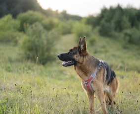 Augintinių ir jų šeimų fotografija / Augintinių fotografija / Vita / Darbų pavyzdys ID 4005259
