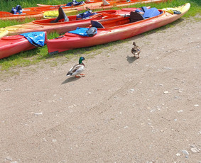 Baidarių žygiai Šventąja, Širvinta, Vilnele, Nerimi - Baidarių nuoma - 4 Baidarių nuoma - Baidarių žygiai Šventąja, Širvinta, Vilnele, Nerimi - 4