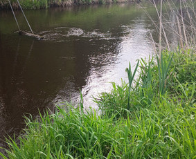 Baidarių žygiai Širvinta, Šventąja, Vilnele / Baidarių žygiai Širvinta / Darbų pavyzdys ID 4009081
