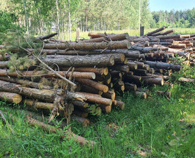 Pušiniai rastai malkoms - Aplinka, sodas - 1 Aplinka, sodas - Pušiniai rastai malkoms - 1