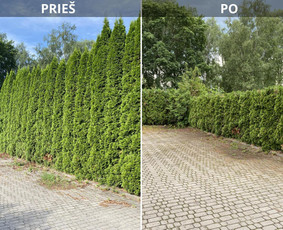 Sklypų tvarkymas: medžių ir krūmų pjovimas su išvežimu. / Albertas Rakuckis / Darbų pavyzdys ID 4013041