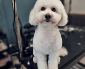 Šunų kirpimas Kaune - Šunų ir kačių maudymas - 4 Šunų ir kačių maudymas - Šunų kirpimas Kaune - 4