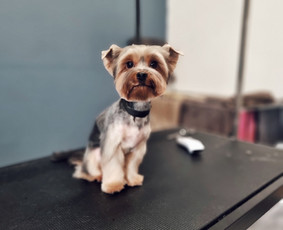 Šunų kirpimas Kaune - Šunų ir kačių maudymas - 3 Šunų ir kačių maudymas - Šunų kirpimas Kaune - 3