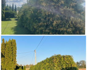 Vaismedžių genėjimas - Aplinka, sodas - 4 Aplinka, sodas - Vaismedžių genėjimas - 4