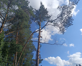 Avarinių medžių pjovimo paslaugos. / Rimas. M.- (Aboristas) / Darbų pavyzdys ID 4022101