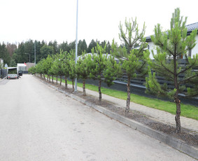 Gyvatvorių karpymas, vaismedžių/medžių genėjimas, šienavimas / Pavelas / Darbų pavyzdys ID 4023481