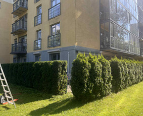 Gyvatvorių karpymas, vaismedžių/medžių genėjimas, šienavimas / Pavelas / Darbų pavyzdys ID 4023491