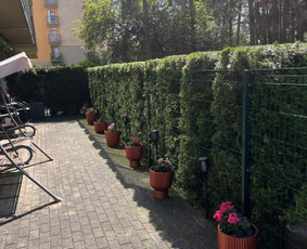 Gyvatvorių karpymas, vaismedžių/medžių genėjimas, šienavimas / Pavelas / Darbų pavyzdys ID 4023495