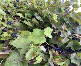 Psichologo-psichoterapeuto pagalba lietuvių/rusų kalbomis. - Sveikata, gydymas - 3 Sveikata, gydymas - Psichologo-psichoterapeuto pagalba lietuvių/rusų kalbomis. - 3