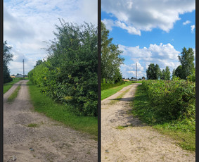 Tuju,gyvatvoriu karpymas,žeminimas,formavimas - Gyvatvorių karpymas - 2 Gyvatvorių karpymas - Tuju,gyvatvoriu karpymas,žeminimas,formavimas - 2