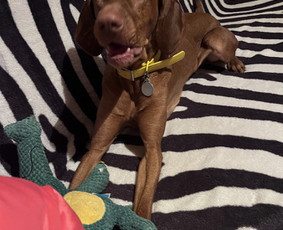 Naminių gyvūnėlių nakvynė/ pet sitting/ home boarding / GIN / Darbų pavyzdys ID 4027887