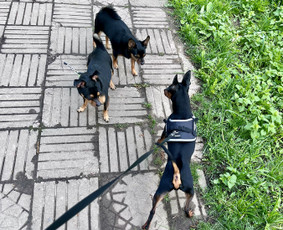 Naminių gyvūnėlių nakvynė/ pet sitting/ home boarding / GIN / Darbų pavyzdys ID 4027889