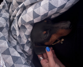 Naminių gyvūnėlių nakvynė/ pet sitting/ home boarding / GIN / Darbų pavyzdys ID 4027891