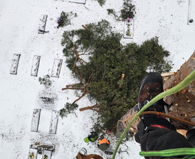Arboristų paslaugos - medžių genėjimas, pjovimas - Apleistų sklypų tvarkymas - 3 Apleistų sklypų tvarkymas - Arboristų paslaugos - medžių genėjimas, pjovimas - 3
