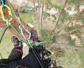 Arboristų paslaugos - medžių genėjimas, pjovimas - Avarinių medžių pjovimas - 4 Avarinių medžių pjovimas - Arboristų paslaugos - medžių genėjimas, pjovimas - 4