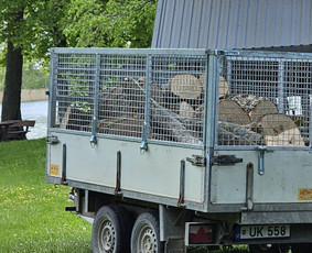 Arboristų paslaugos - medžių genėjimas, pjovimas - Šakų išvežimas - 1 Šakų išvežimas - Arboristų paslaugos - medžių genėjimas, pjovimas - 1