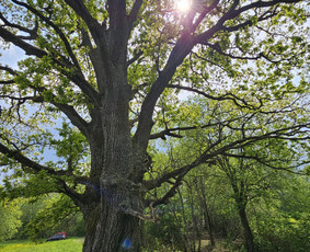 Arboristų paslaugos - medžių genėjimas, pjovimas / MB BALTA LAJA / Darbų pavyzdys ID 3966505