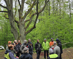 Arboristų paslaugos - medžių genėjimas, pjovimas / MB BALTA LAJA / Darbų pavyzdys ID 3966501