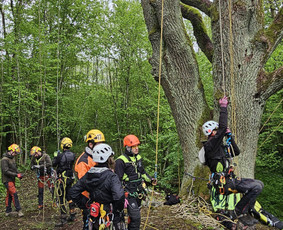 Arboristų paslaugos - medžių genėjimas, pjovimas / MB BALTA LAJA / Darbų pavyzdys ID 3966499