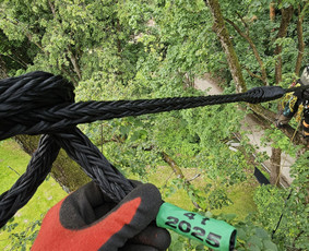 Arboristų paslaugos - medžių genėjimas, pjovimas / MB BALTA LAJA / Darbų pavyzdys ID 3966487