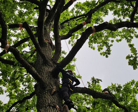 Arboristų paslaugos - medžių genėjimas, pjovimas / MB BALTA LAJA / Darbų pavyzdys ID 3966485