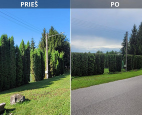 Tuju,gyvatvoriu karpymas,žeminimas,formavimas - Gyvatvorių karpymas - 1 Gyvatvorių karpymas - Tuju,gyvatvoriu karpymas,žeminimas,formavimas - 1