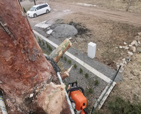 Medžių genėjimas, pjovimas - Avarinių medžių pjovimas - 2 Avarinių medžių pjovimas - Medžių genėjimas, pjovimas - 2