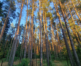 Medžių genėjimas, pjovimas / 13 Pievų / Darbų pavyzdys ID 4034375