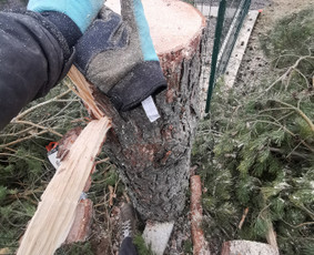 Medžių genėjimas, pjovimas - Avarinių medžių pjovimas - 1 Avarinių medžių pjovimas - Medžių genėjimas, pjovimas - 1