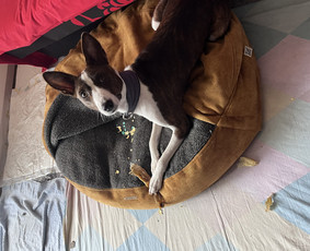 Naminių gyvūnėlių nakvynė/ pet sitting/ home boarding / GIN / Darbų pavyzdys ID 4034585