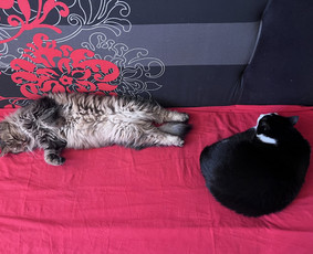 Naminių gyvūnėlių nakvynė/ pet sitting/ home boarding / GIN / Darbų pavyzdys ID 4034593