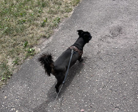Naminių gyvūnėlių nakvynė/ pet sitting/ home boarding / GIN / Darbų pavyzdys ID 4034587