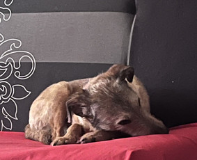 Naminių gyvūnėlių nakvynė/ pet sitting/ home boarding / GIN / Darbų pavyzdys ID 4034589
