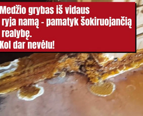 Pelėsio ir medžio grybo "Trobagrybio" naikinimas, šalinimas / PelėsioNaikinimasSalinimas.lt / Darbų pavyzdys ID 4036763