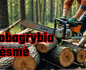 Pelėsio ir medžio grybo "Trobagrybio" naikinimas, šalinimas / PelėsioNaikinimasSalinimas.lt / Darbų pavyzdys ID 4036771