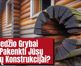 Pelėsio ir medžio grybo "Trobagrybio" naikinimas, šalinimas / PelėsioNaikinimasSalinimas.lt / Darbų pavyzdys ID 4036777