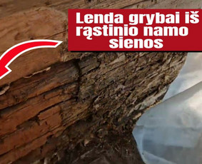 Pelėsio ir medžio grybo "Trobagrybio" naikinimas, šalinimas / PelėsioNaikinimasSalinimas.lt / Darbų pavyzdys ID 4036785