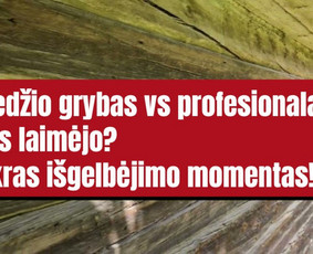 Pelėsio ir medžio grybo "Trobagrybio" naikinimas, šalinimas / PelėsioNaikinimasSalinimas.lt / Darbų pavyzdys ID 4036877