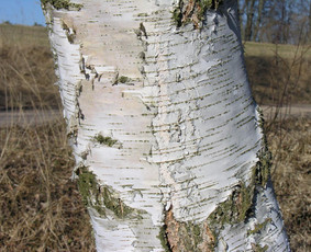 Aplinka, sodas - Malkos/rastai - 1