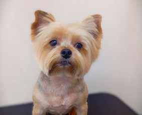 Šunų, kačių kirpyklos - Šunų kirpykla. Šunų ir Kačių salonas. - 4