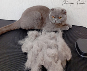 Šunų, kačių kirpyklos - Šunų kirpykla. Šunų ir Kačių salonas. - 3